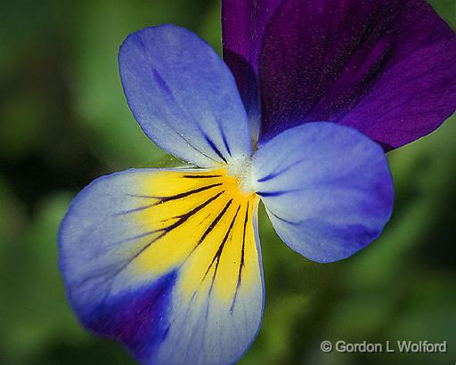 Pansy_DSCF03129-31fb.jpg - Photographed at Smiths Falls, Ontario, Canada.